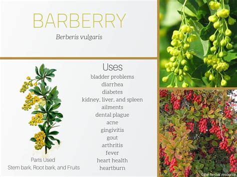 burberry herbs|berberis vulgaris benefits.